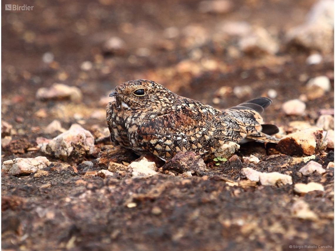 Chordeiles pusillus