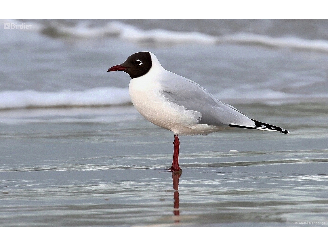 Chroicocephalus maculipennis