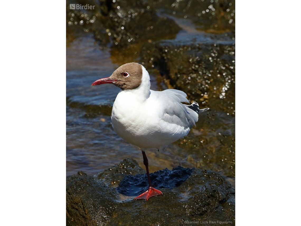 Chroicocephalus maculipennis