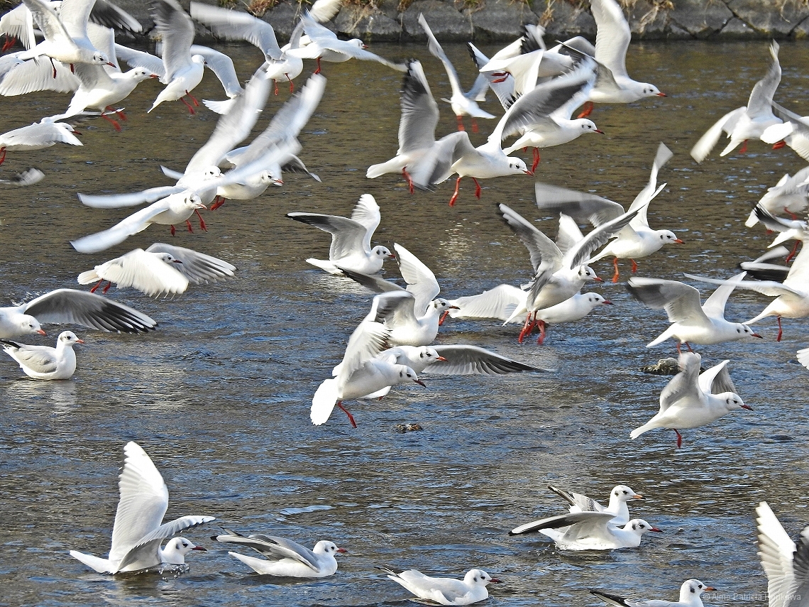 Chroicocephalus ridibundus