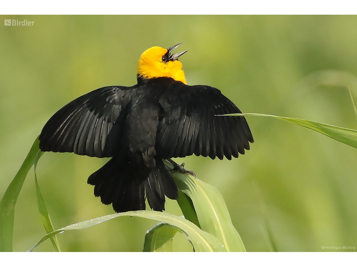 Chrysomus icterocephalus
