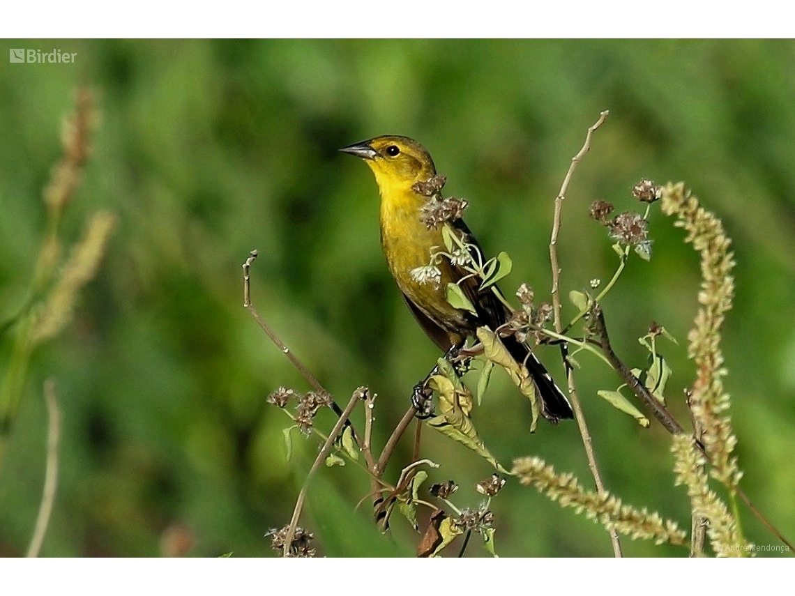 Chrysomus icterocephalus