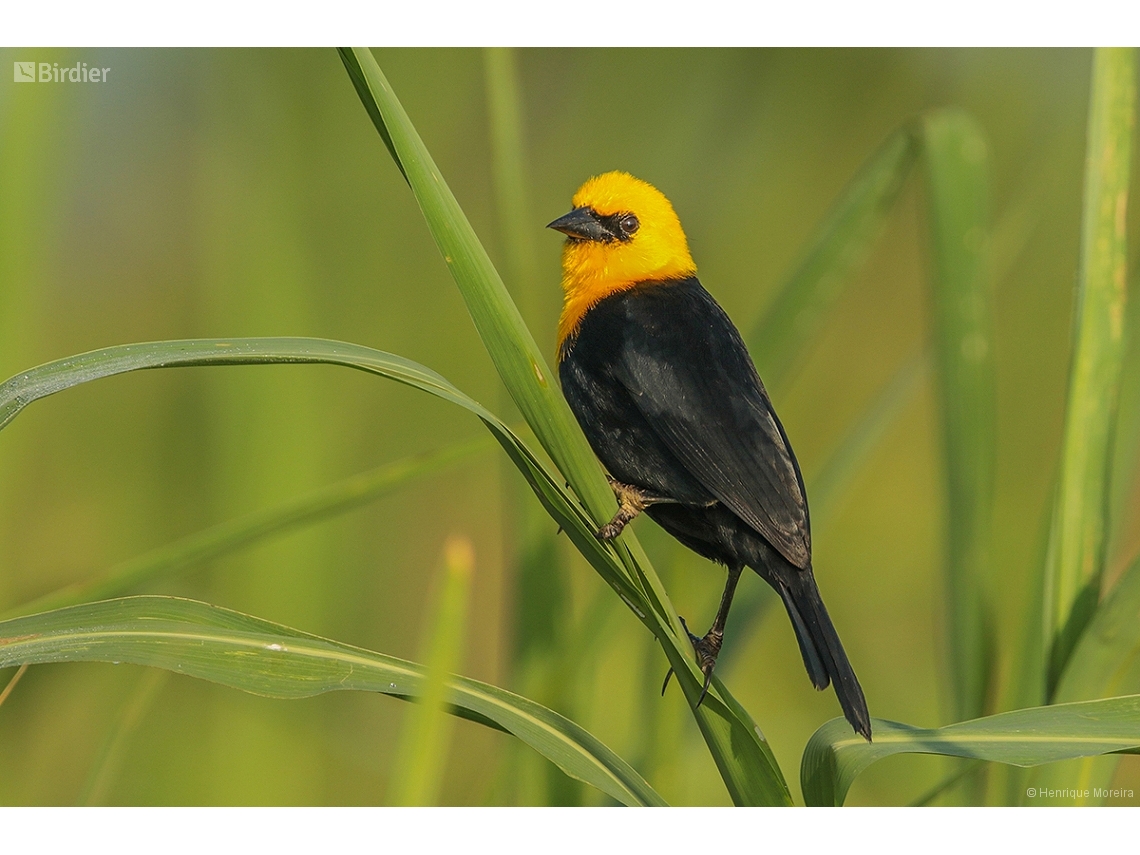 Chrysomus icterocephalus