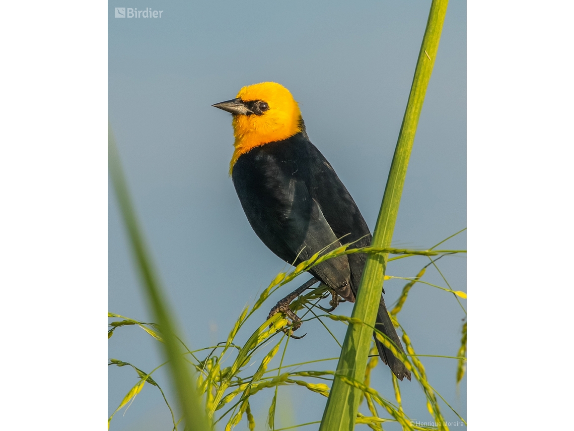 Chrysomus icterocephalus