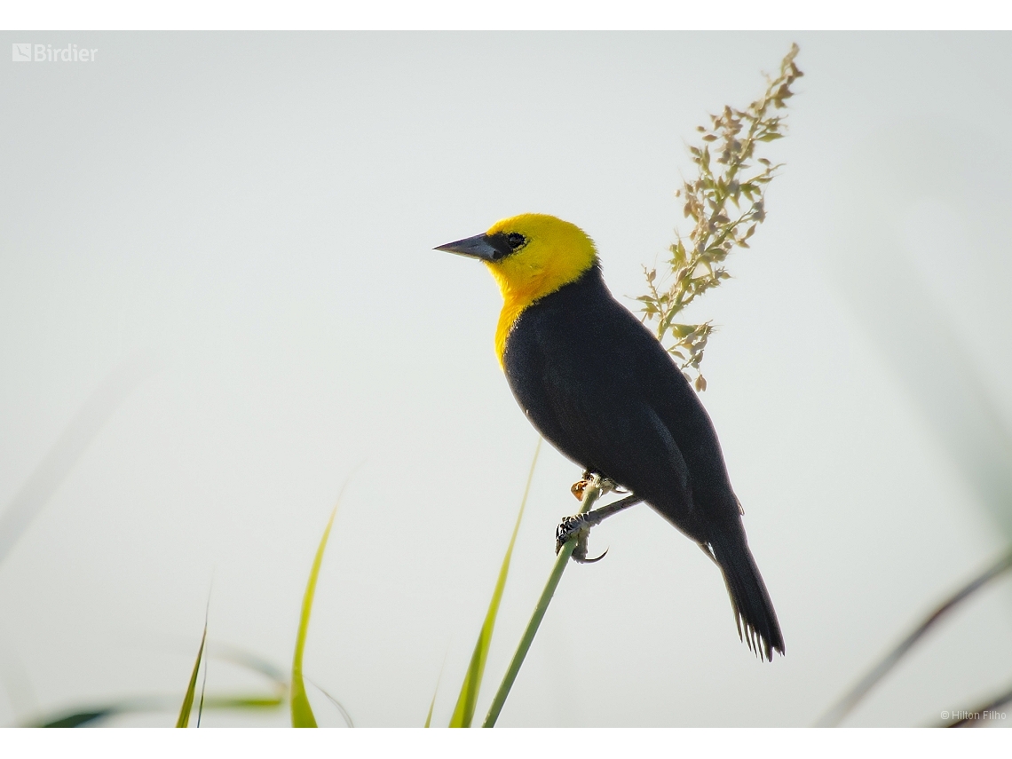 Chrysomus icterocephalus