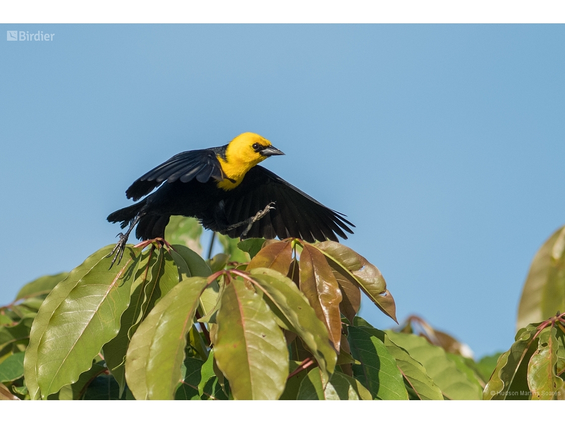 Chrysomus icterocephalus
