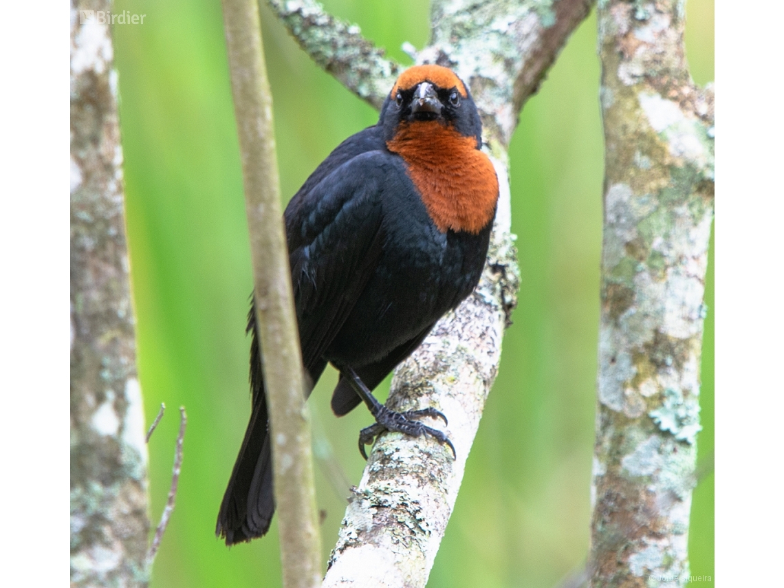 Chrysomus ruficapillus