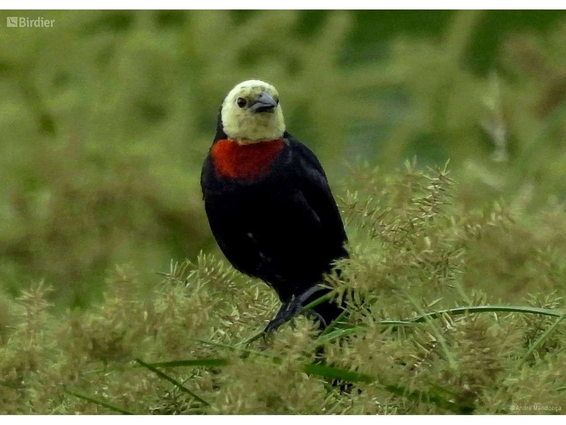Chrysomus ruficapillus