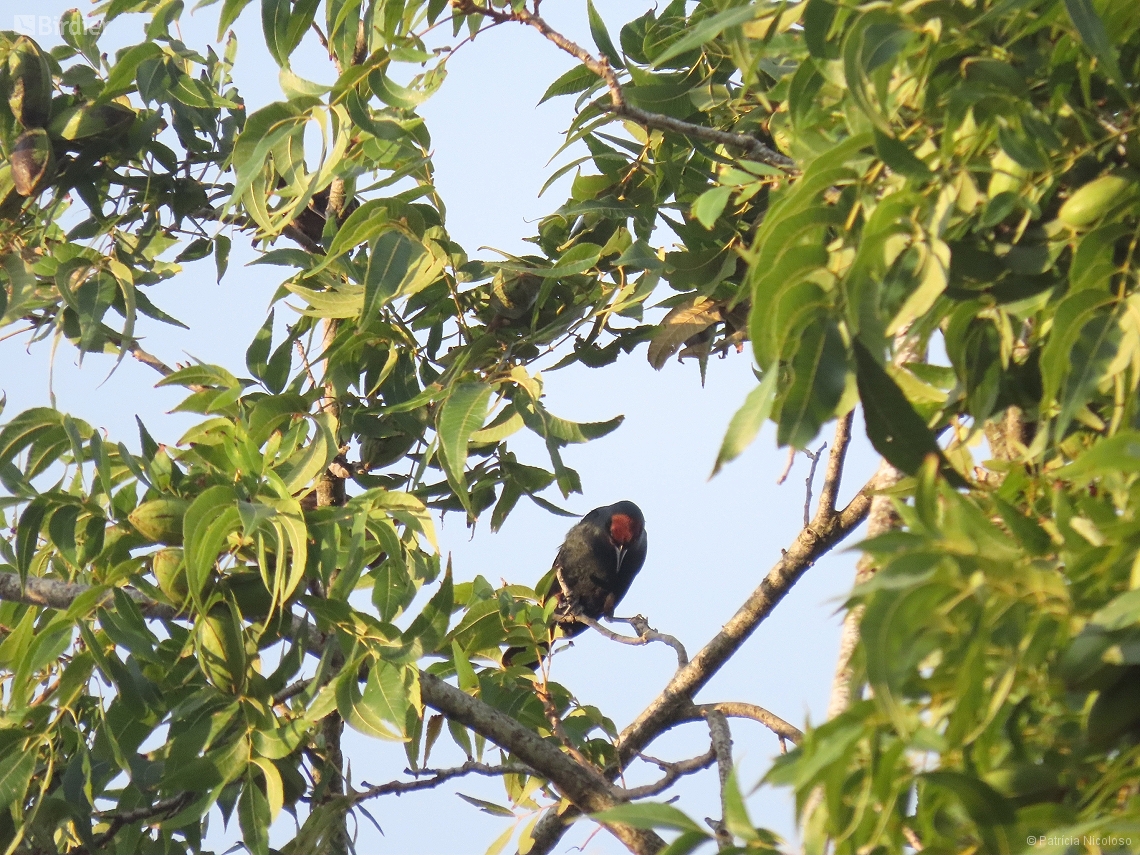 Chrysomus ruficapillus