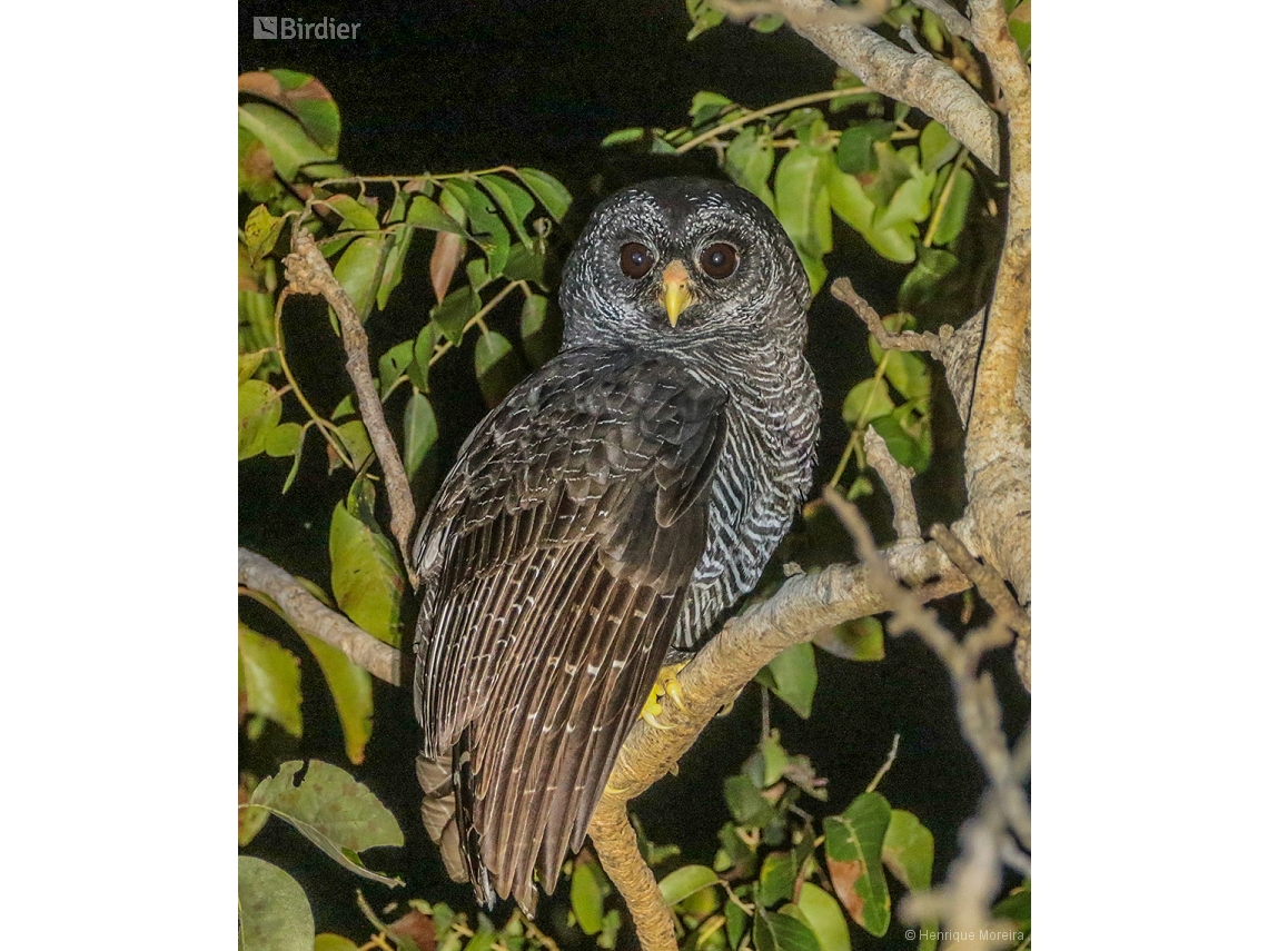 Strix huhula