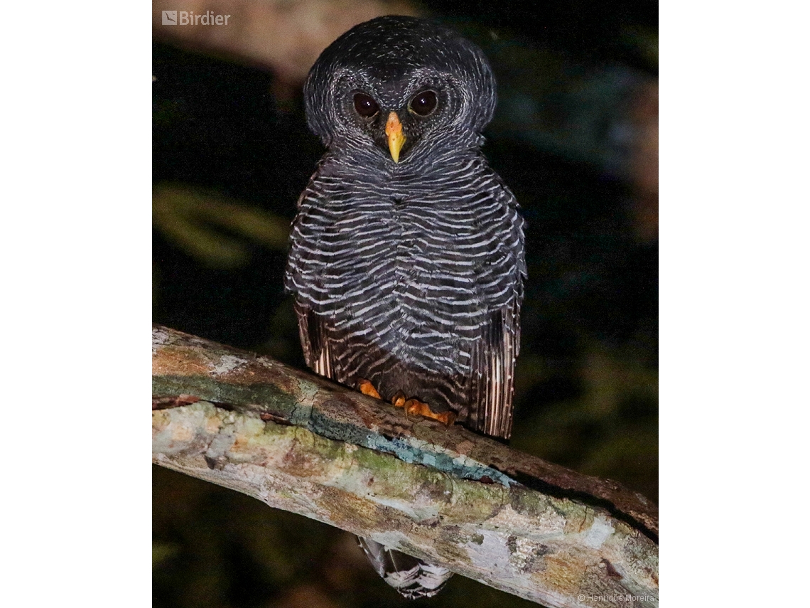 Strix huhula