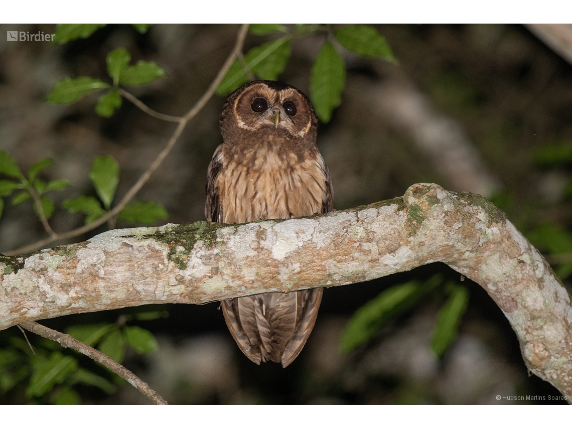 Strix virgata
