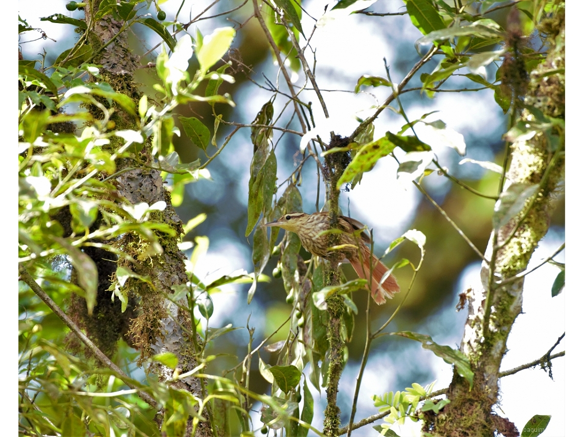 Cichlocolaptes leucophrus