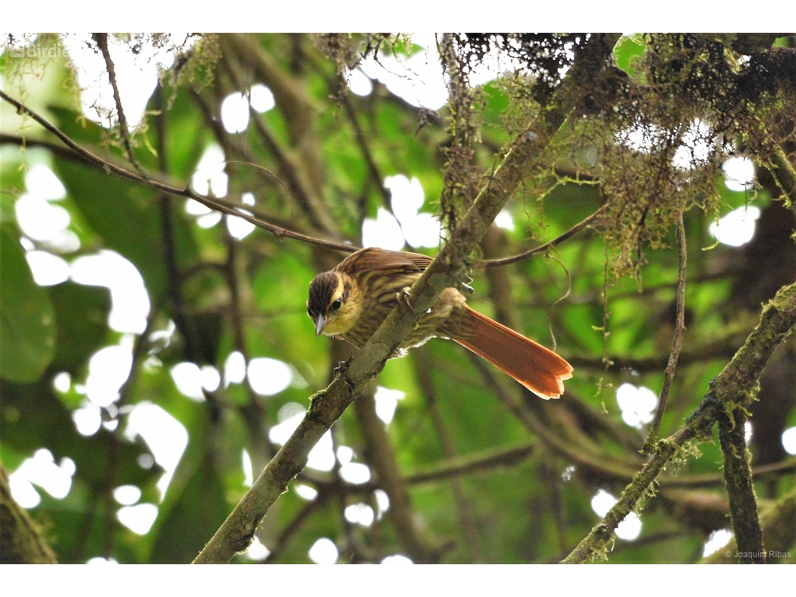 Cichlocolaptes leucophrus