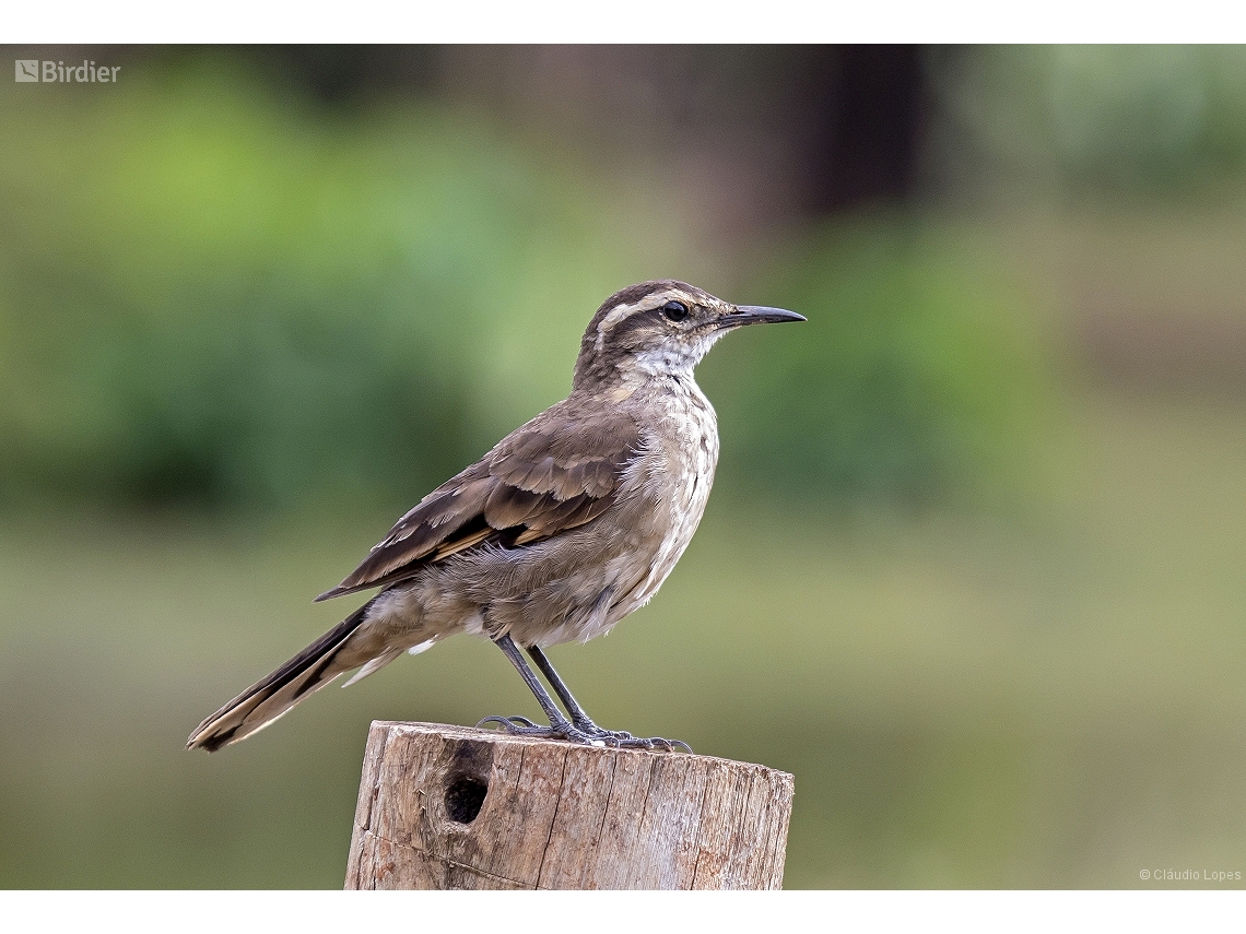 Cinclodes espinhacensis