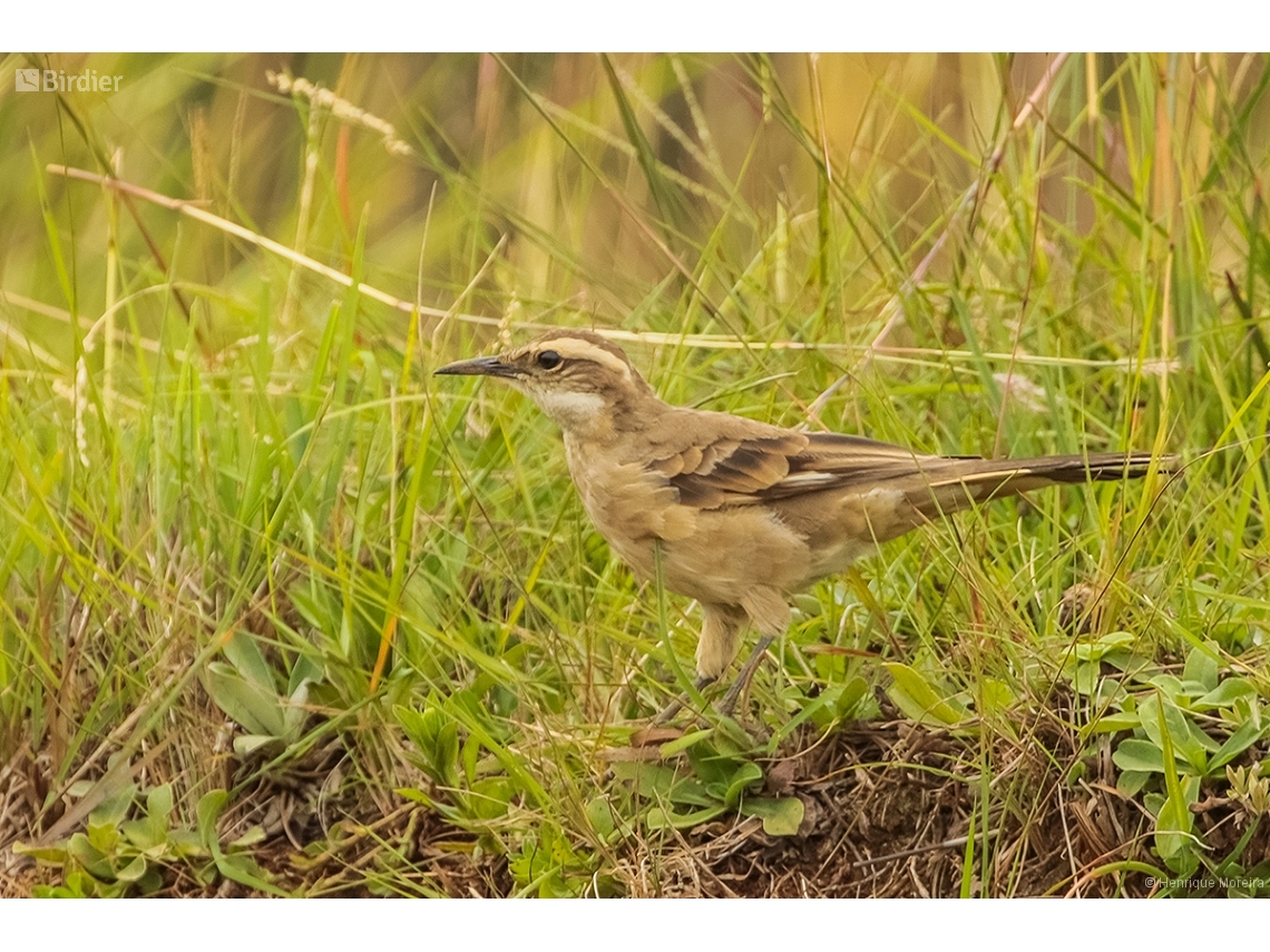 Cinclodes pabsti