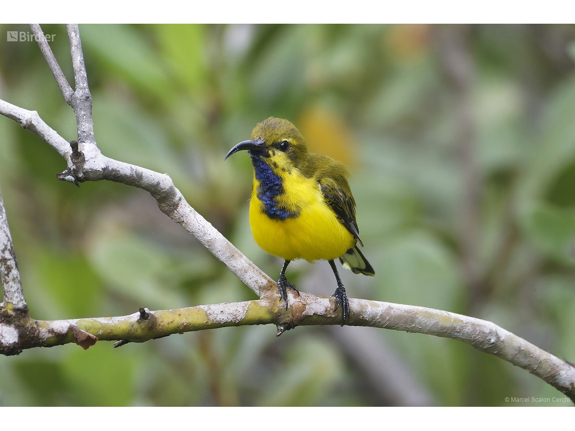 Cinnyris frenatus