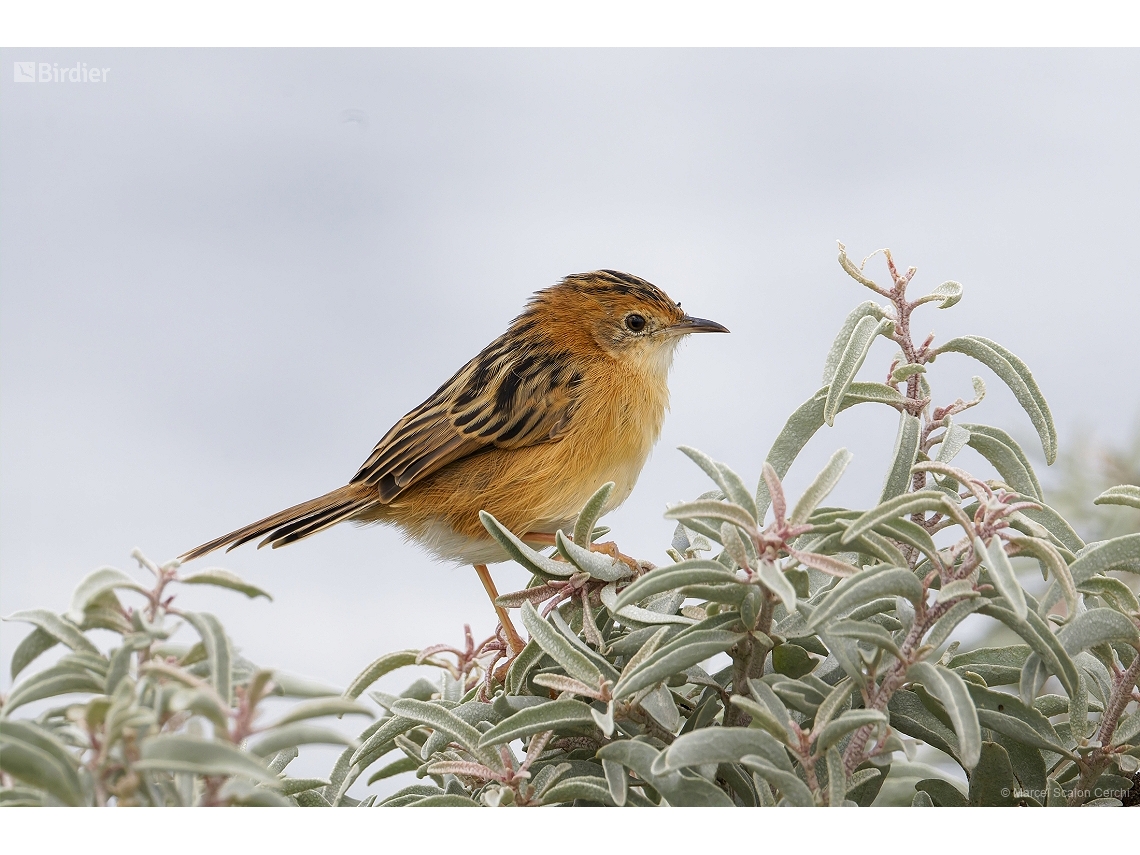 Cisticola exilis