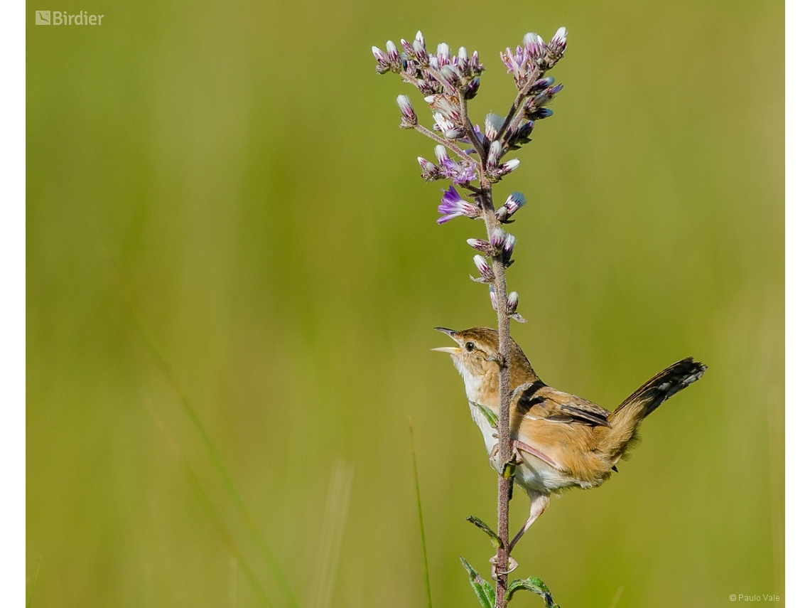 Cistothorus platensis