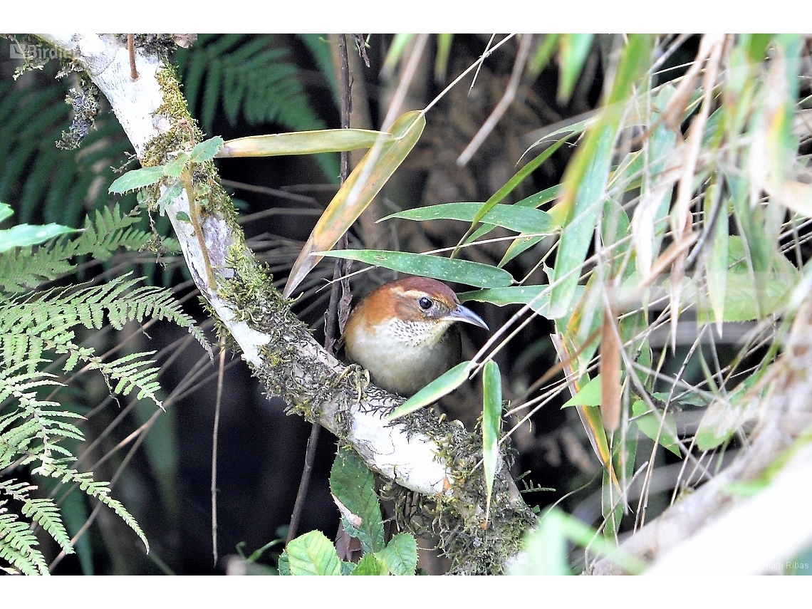 Clibanornis dendrocolaptoides