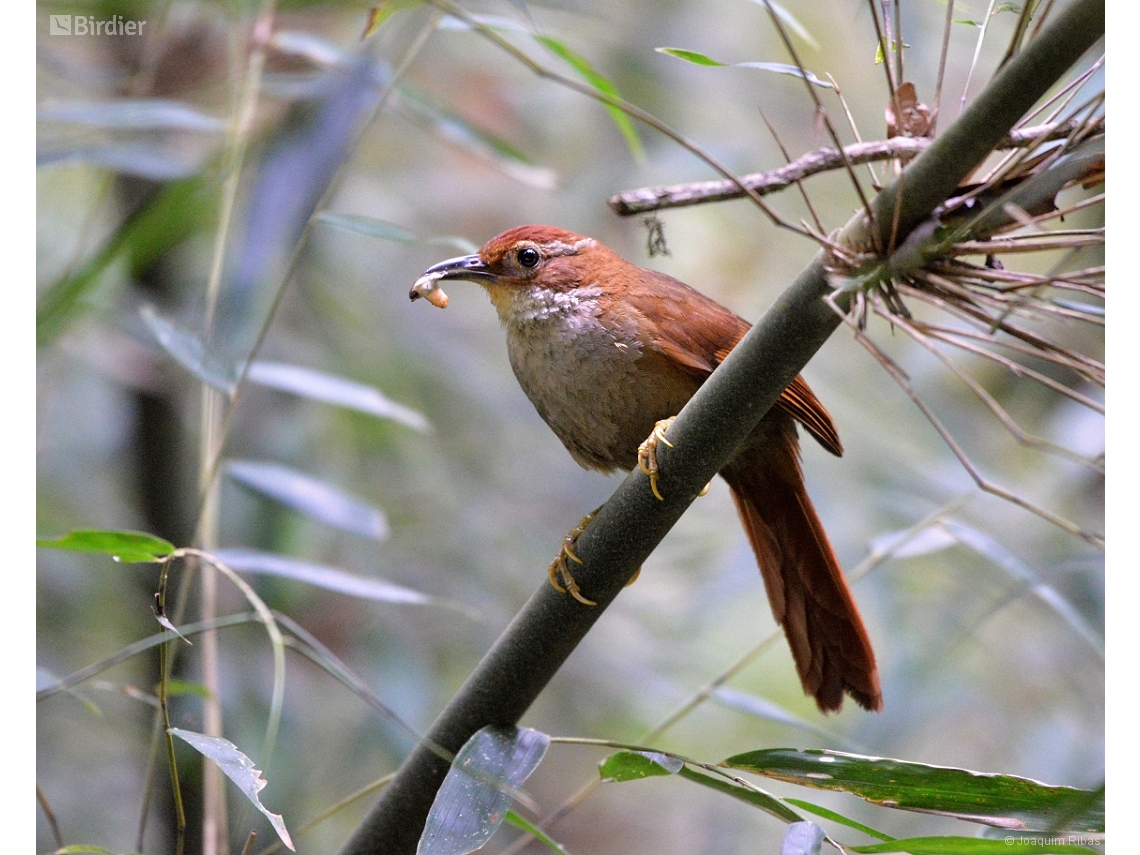 Clibanornis dendrocolaptoides