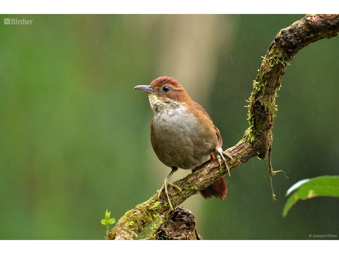 Clibanornis dendrocolaptoides