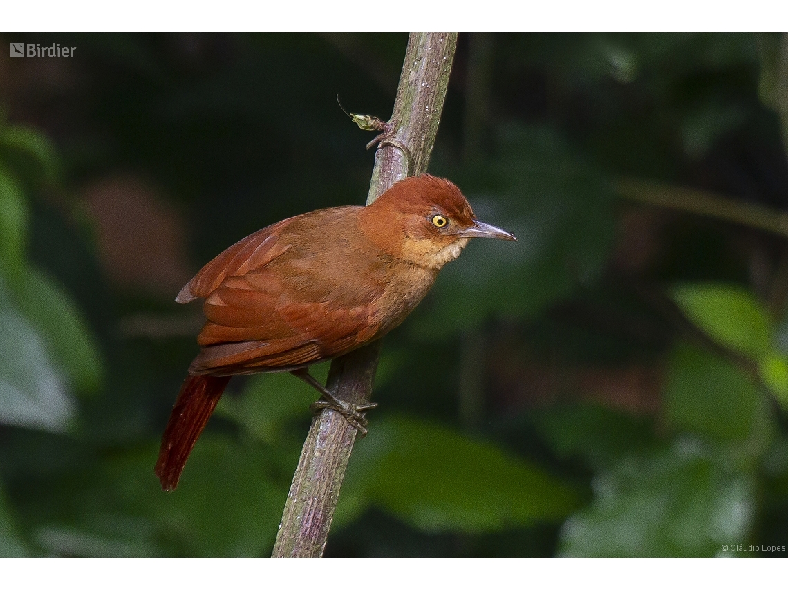 Clibanornis rectirostris
