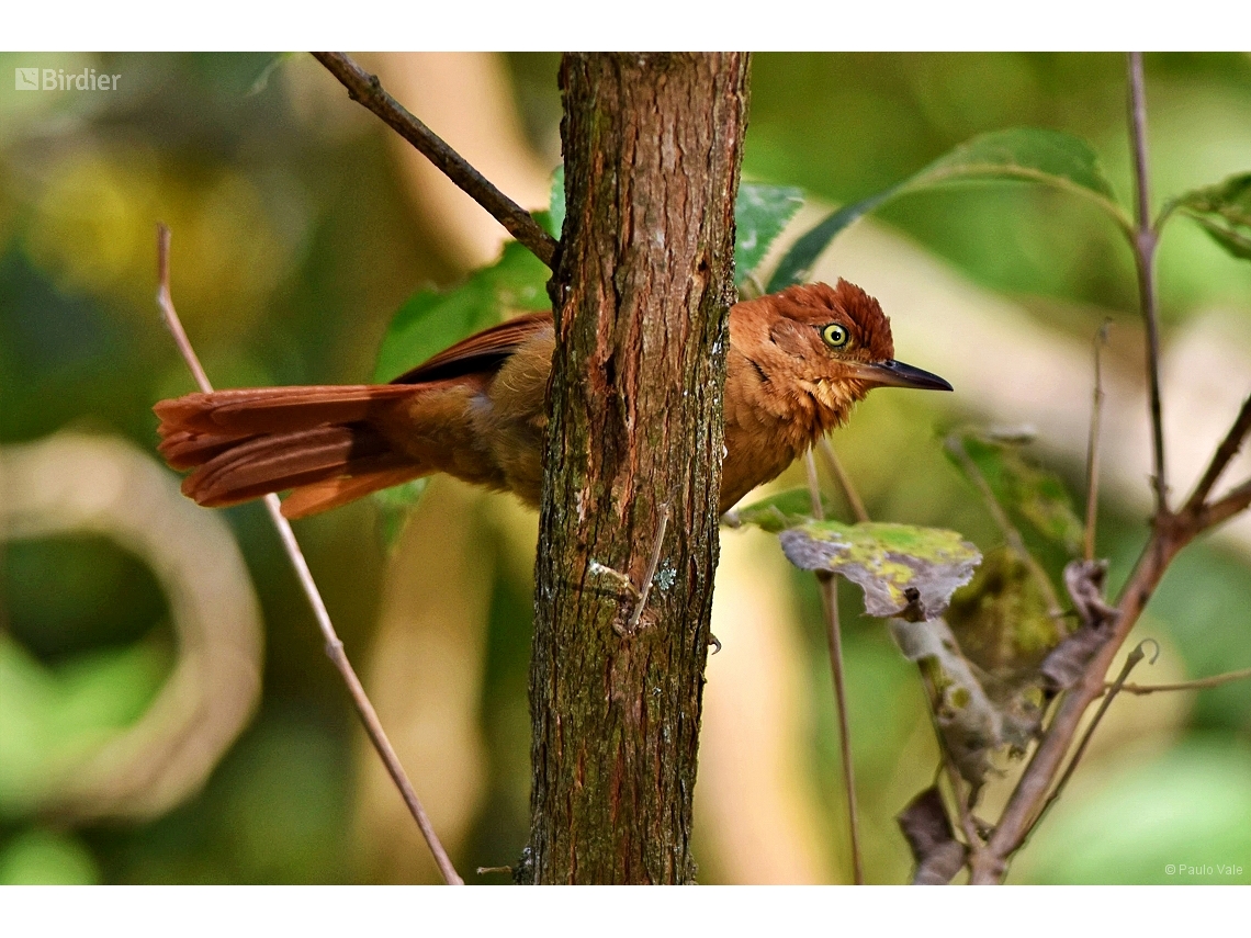 Clibanornis rectirostris