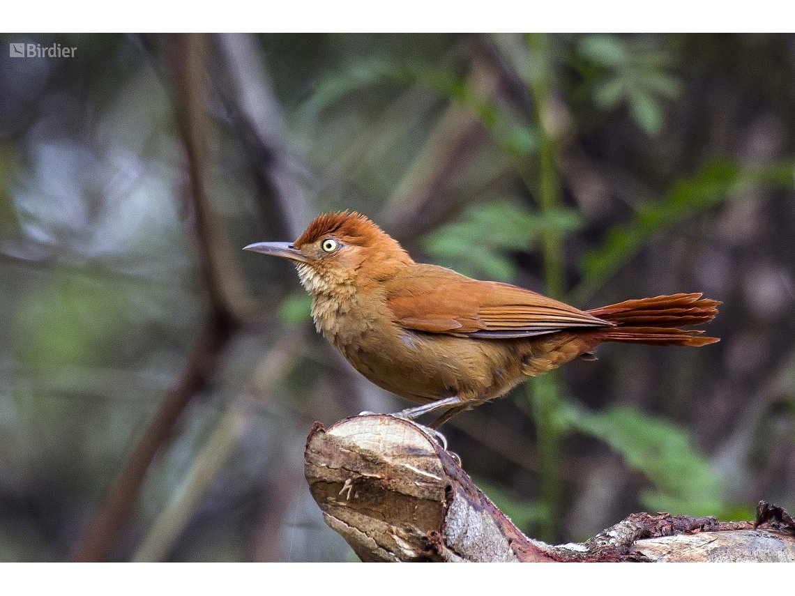 Clibanornis rectirostris