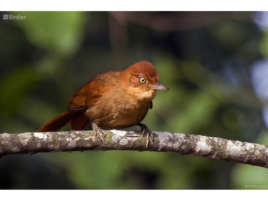 Clibanornis rectirostris