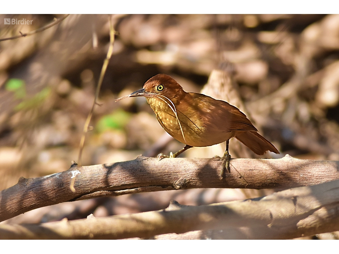 Clibanornis rectirostris