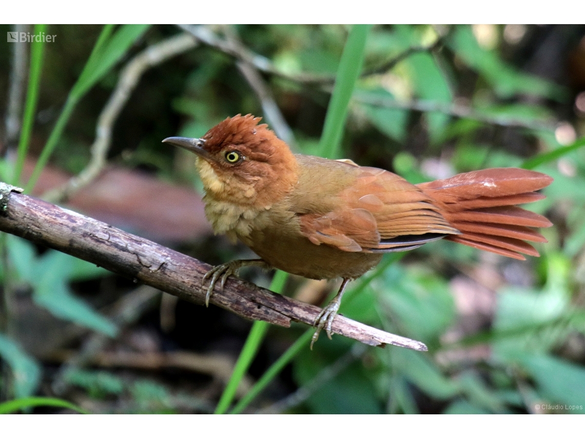 Clibanornis rectirostris