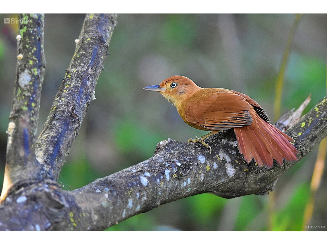 Clibanornis rectirostris