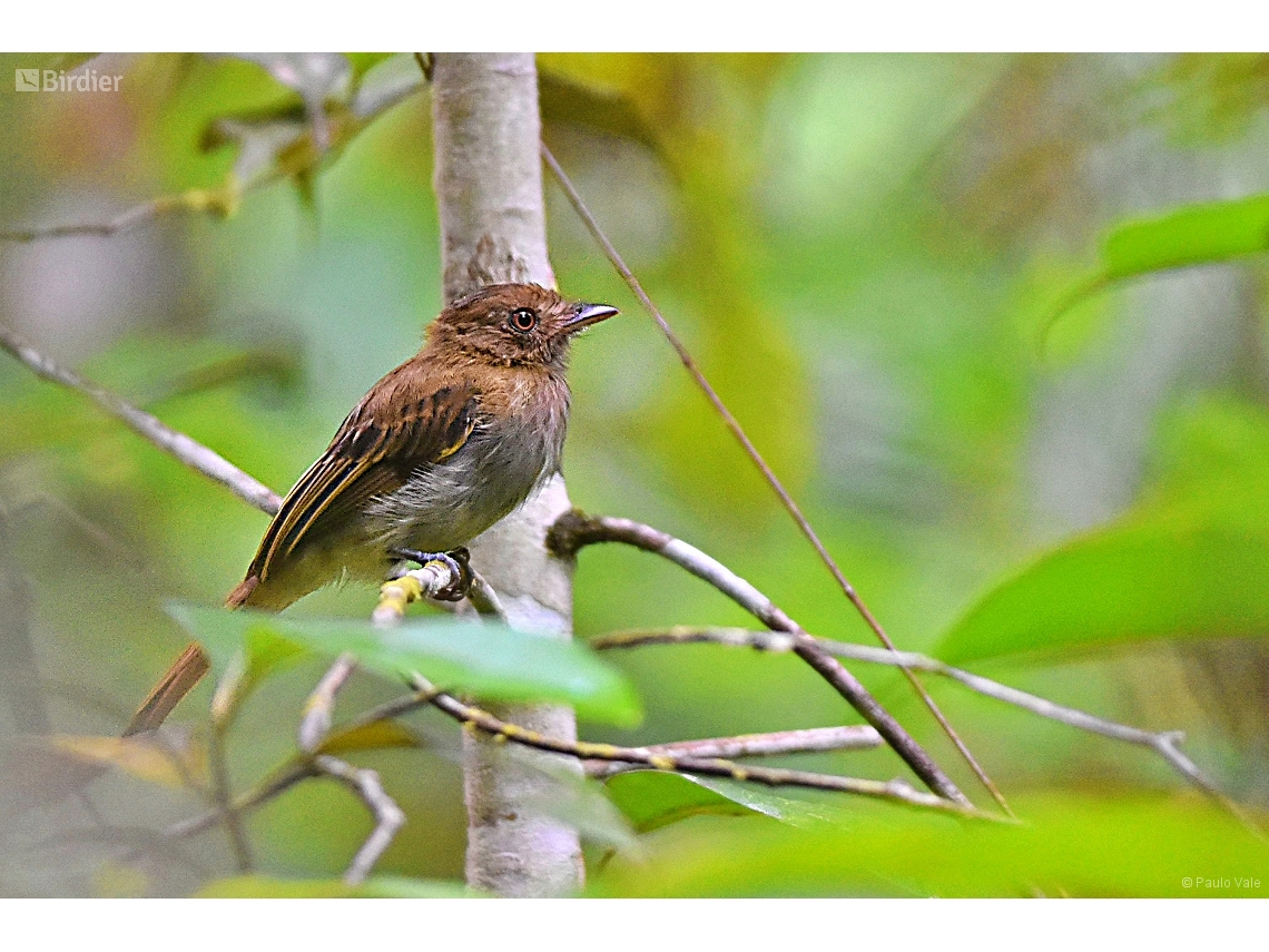 Cnipodectes subbrunneus