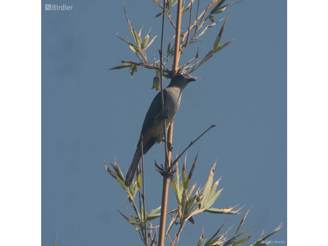 Coccycua cinerea