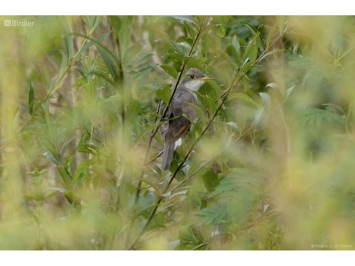 Coccyzus americanus