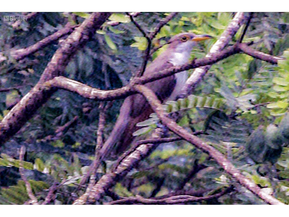 Coccyzus americanus