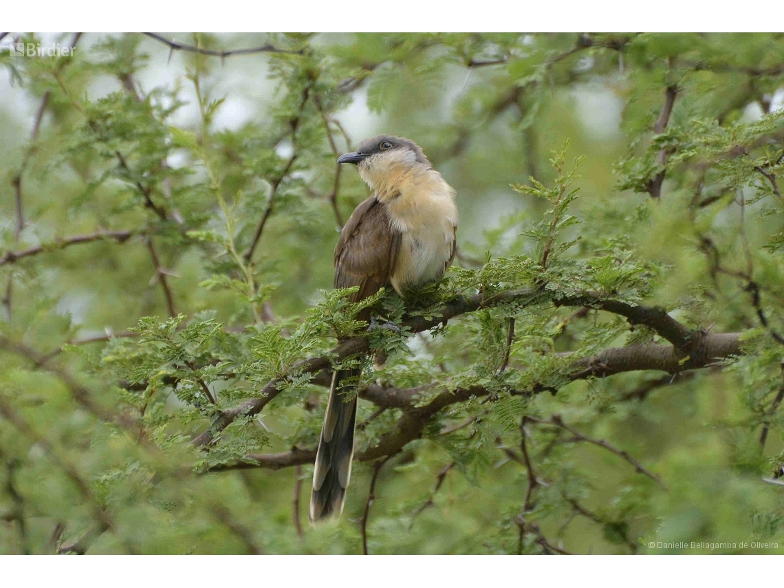 Coccyzus melacoryphus