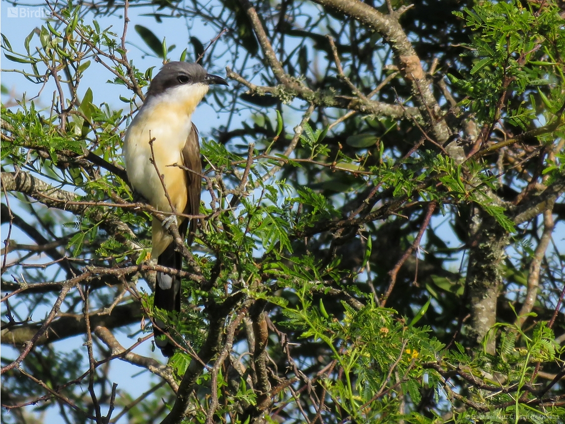 Coccyzus melacoryphus