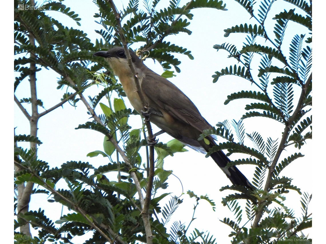 Coccyzus melacoryphus