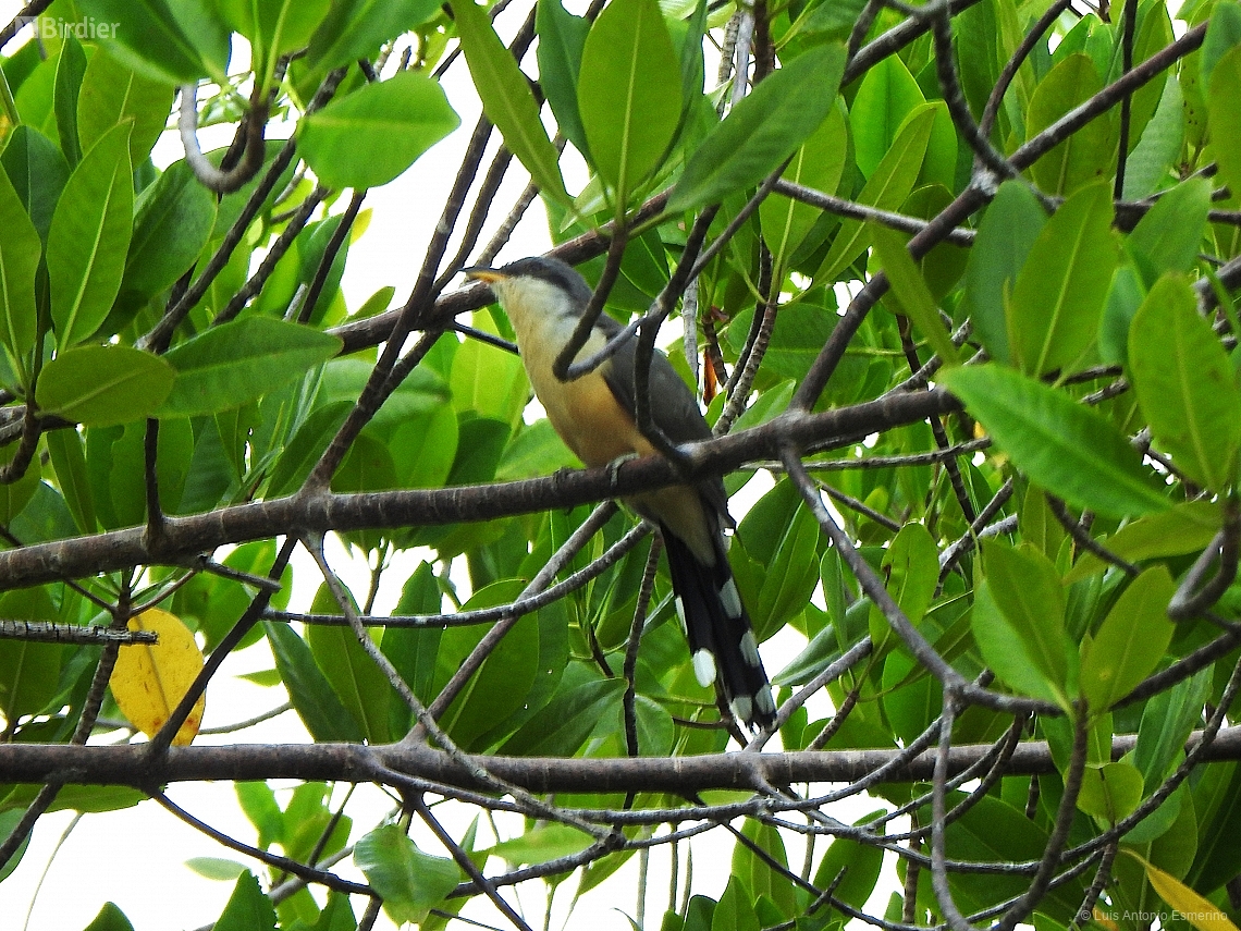 Coccyzus minor