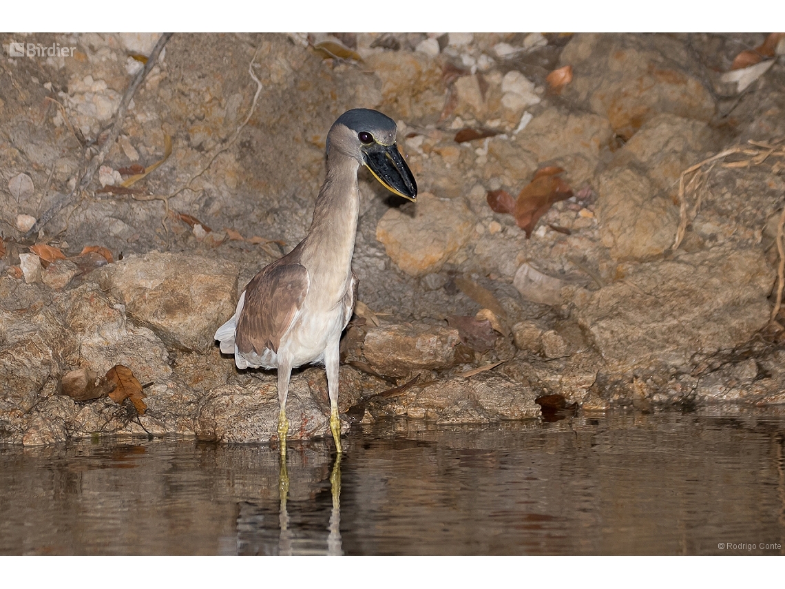 Cochlearius cochlearius