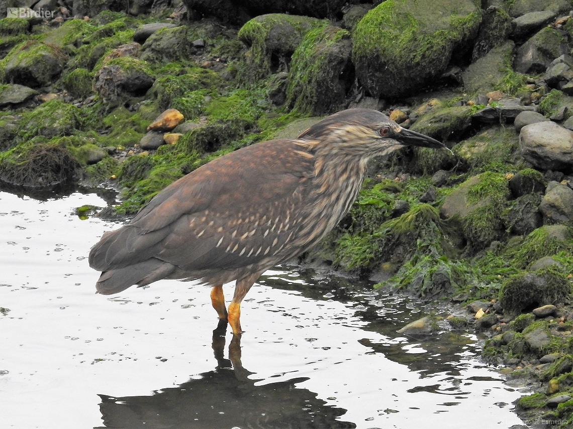 Nycticorax nycticorax