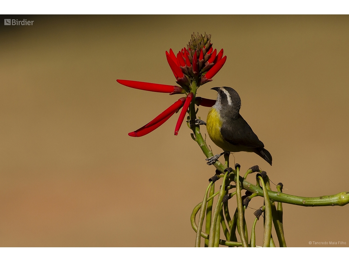 Coereba flaveola