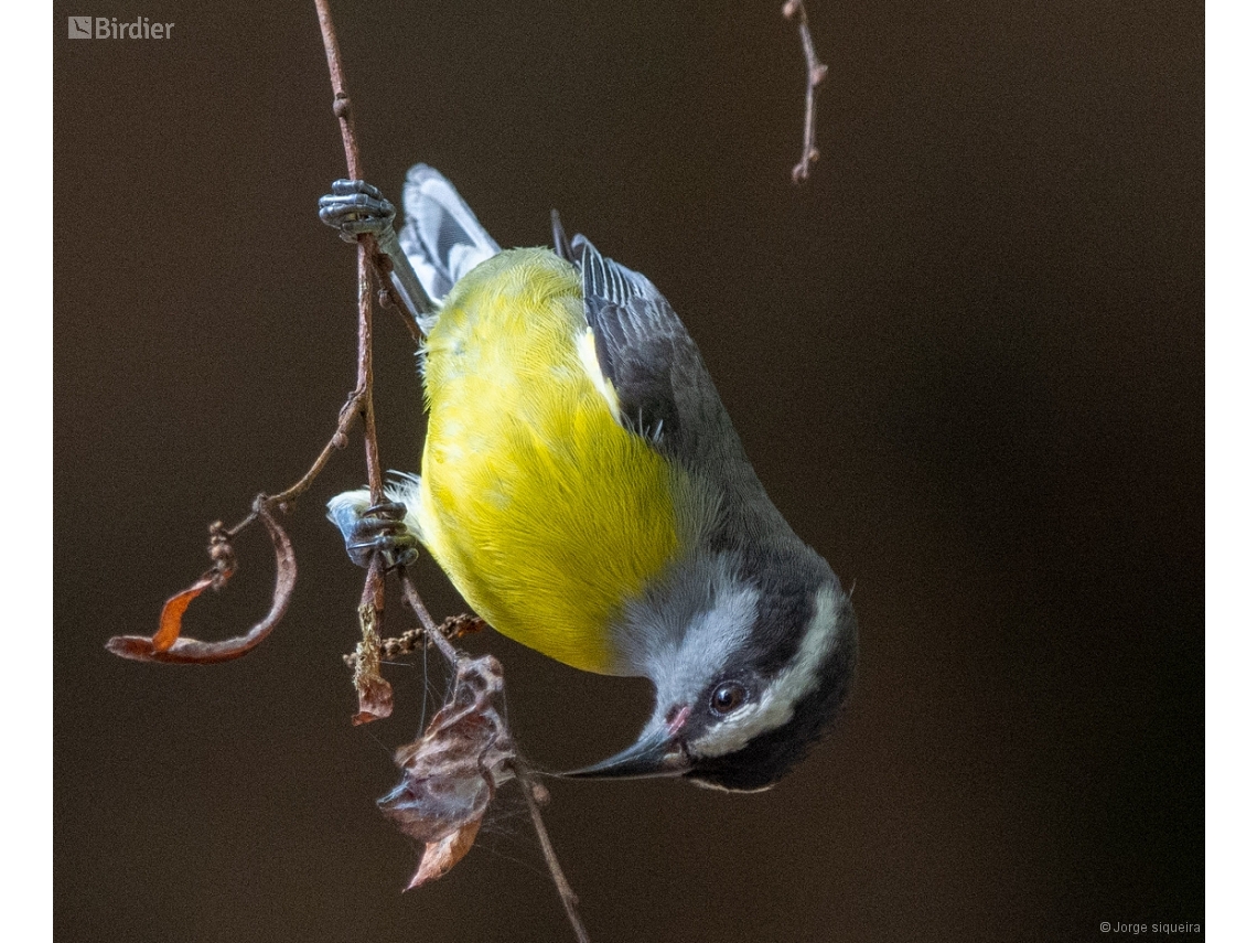 Coereba flaveola