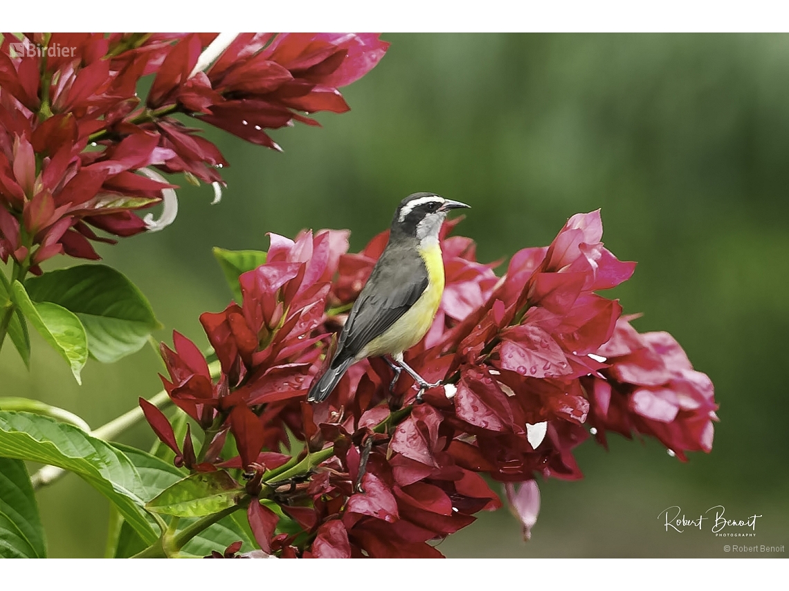 Coereba flaveola
