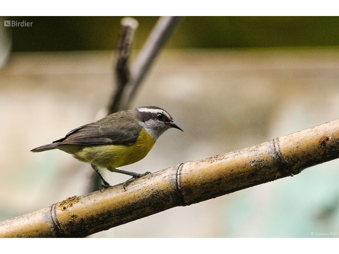 Coereba flaveola