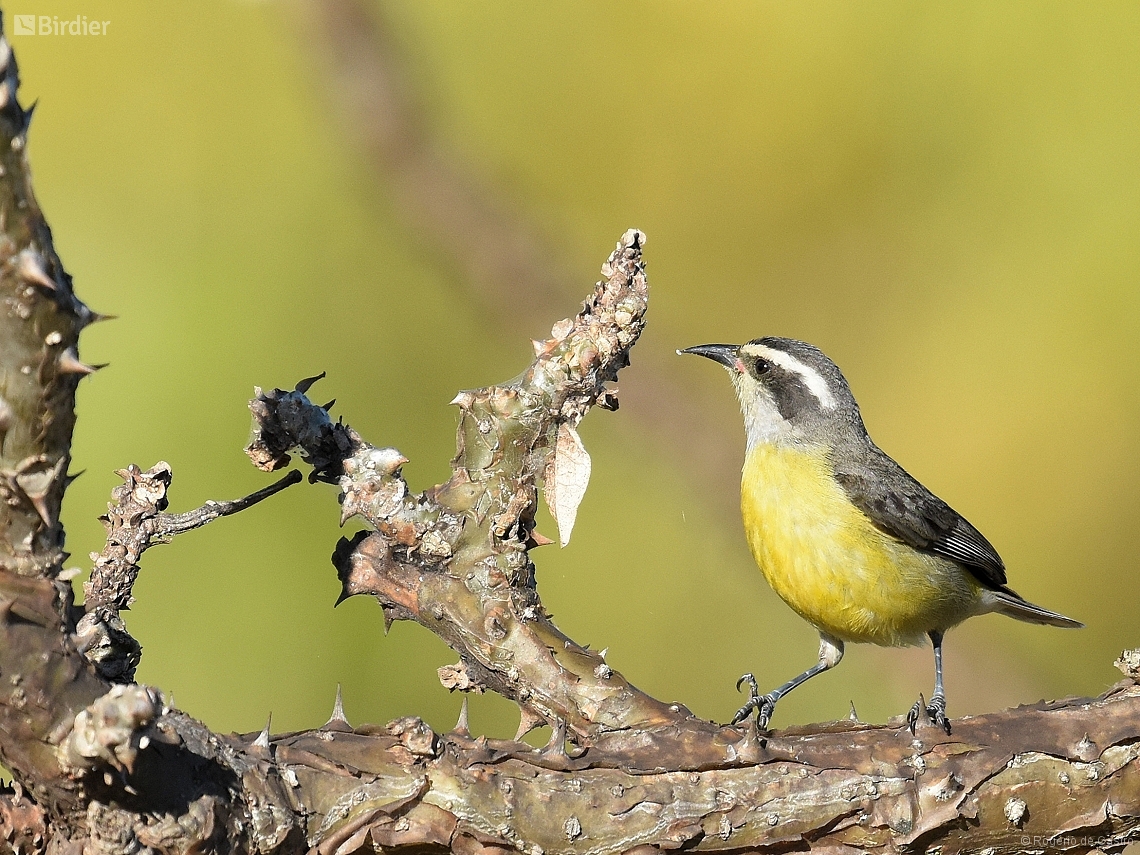 Coereba flaveola