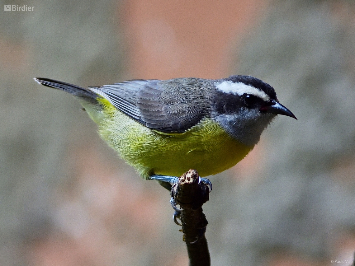 Coereba flaveola
