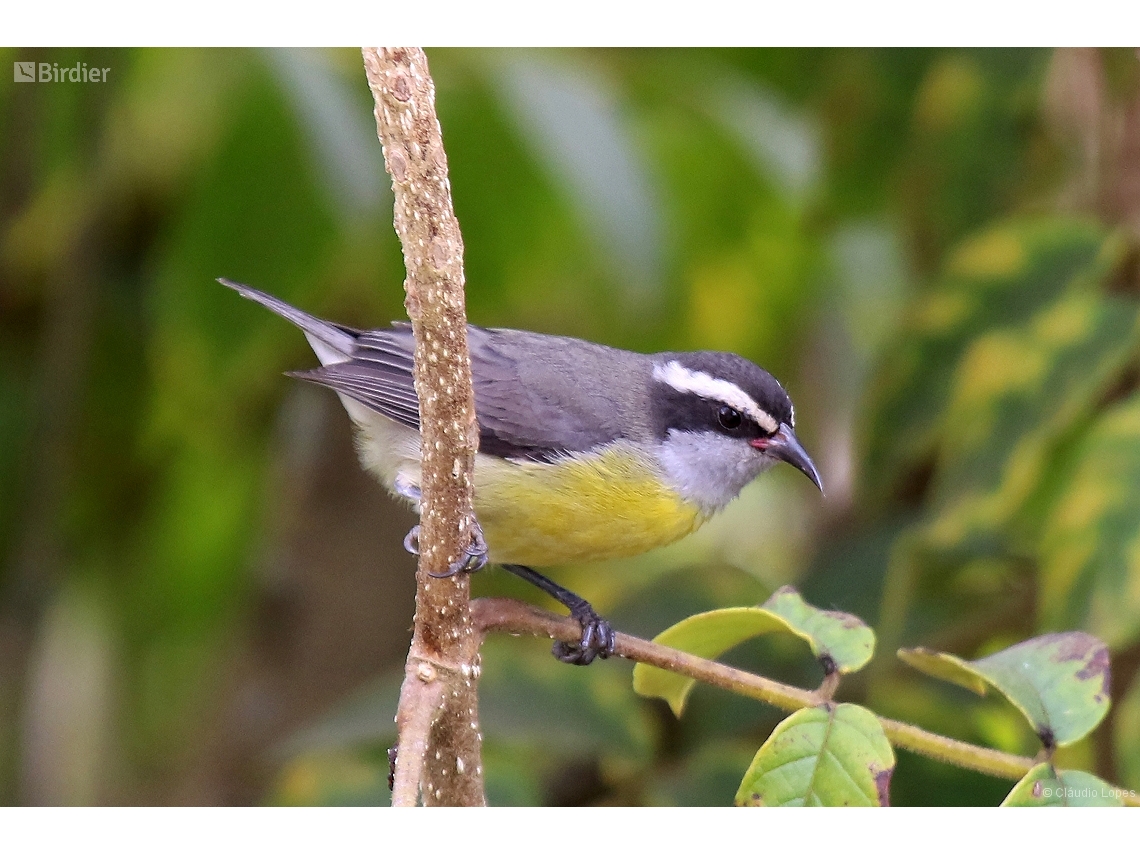 Coereba flaveola